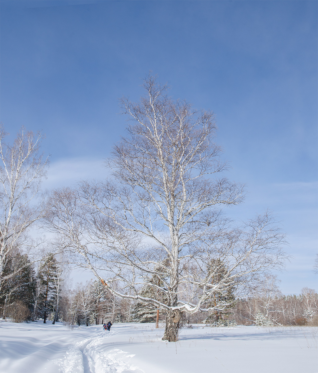 Image of genus Betula specimen.