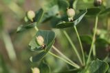 Euphorbia sewerzowii