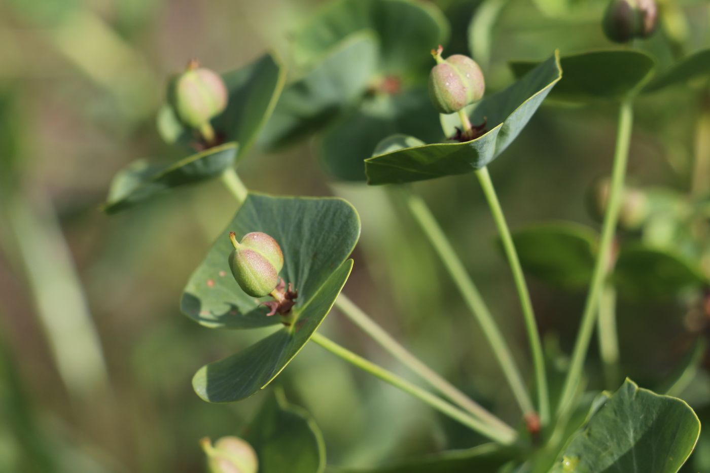 Изображение особи Euphorbia sewerzowii.