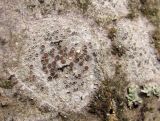 genus Lecanora