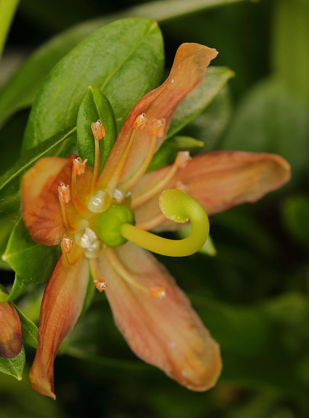 Изображение особи Elliottia pyroliflora.