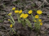 Tussilago farfara