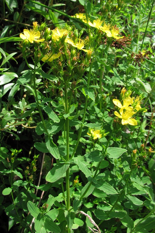 Image of Hypericum tetrapterum specimen.