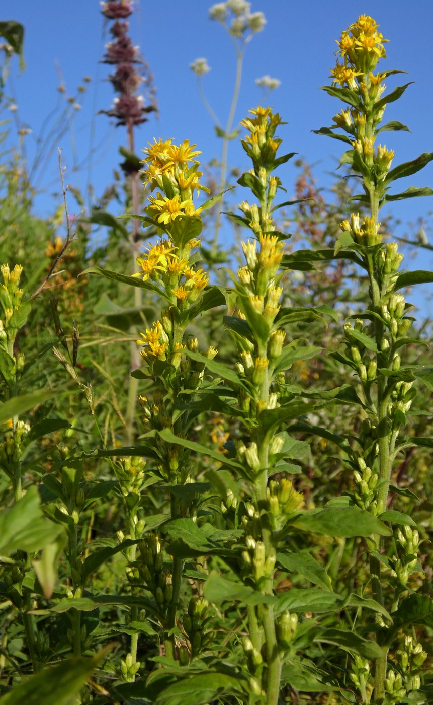 Изображение особи Solidago virgaurea.