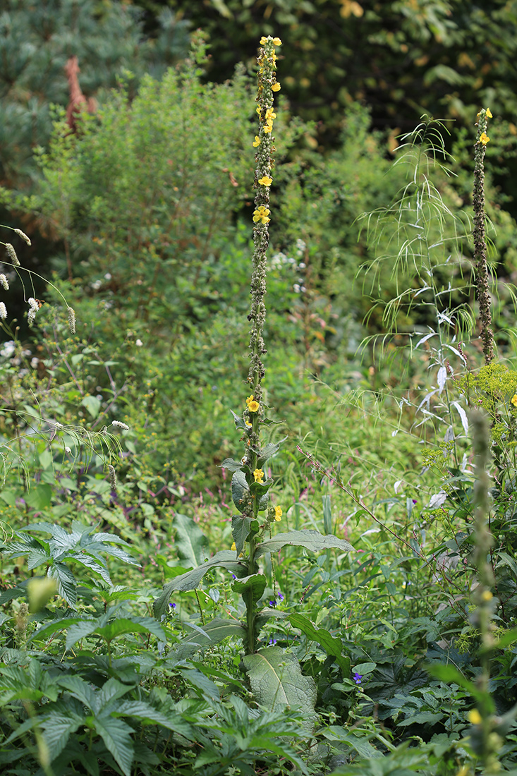 Image of Verbascum densiflorum specimen.