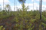 Pinus sylvestris. Молодое дерево с шишкой. Калужская обл., Спас-Деменский р-н, Большое Игнатовское болото, центральная часть в северо-западном секторе, восстанавливающийся после пожара кустарничково-сфагновый сосняк. 09.09.2022.