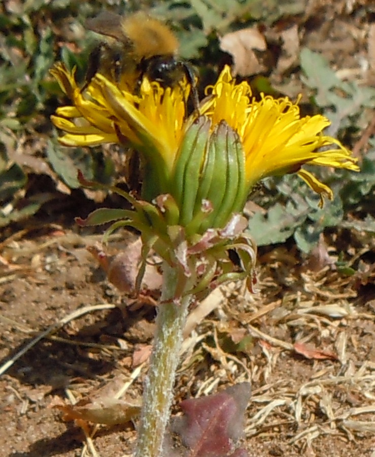 Изображение особи род Taraxacum.