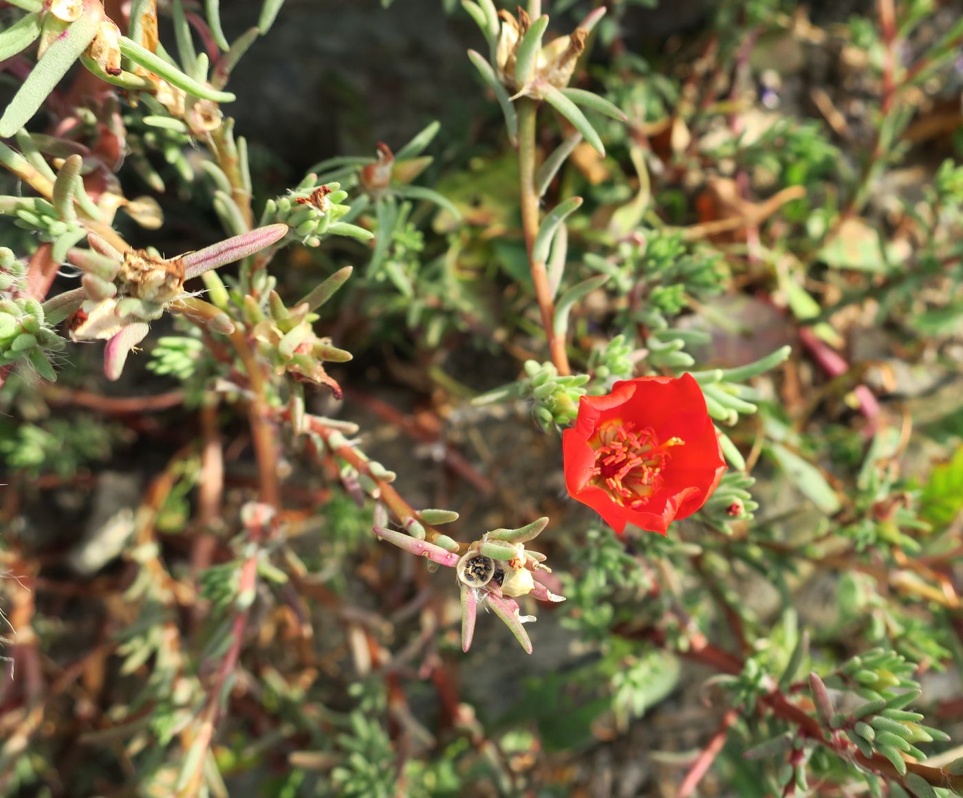 Image of Portulaca grandiflora specimen.