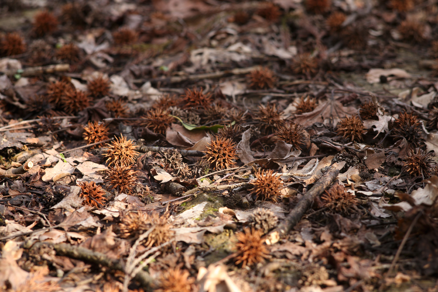 Image of Liquidambar styraciflua specimen.