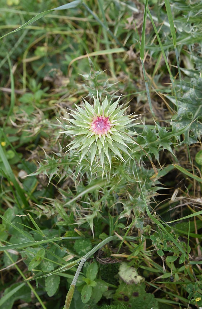 Image of Carduus thoermeri specimen.