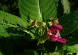 Impatiens glandulifera