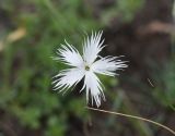 genus Dianthus. Цветок. Челябинская обл., Кыштымский городской округ, оз. Сугомак, северный берег, вершина Голой Сопки, остепнённый участок. 3 июля 2023 г.