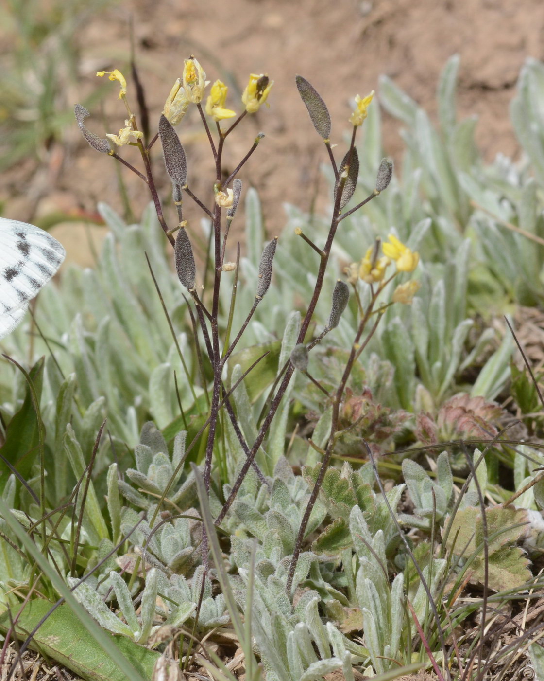 Image of Draba tibetica specimen.