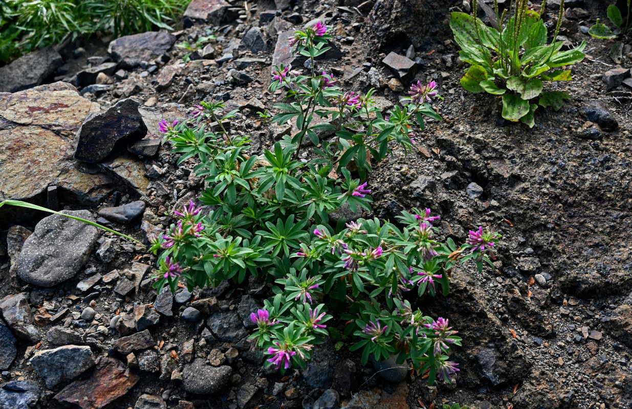 Image of Trifolium pacificum specimen.