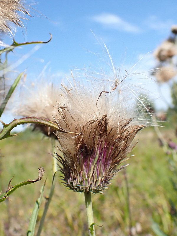 Image of Cirsium pendulum specimen.