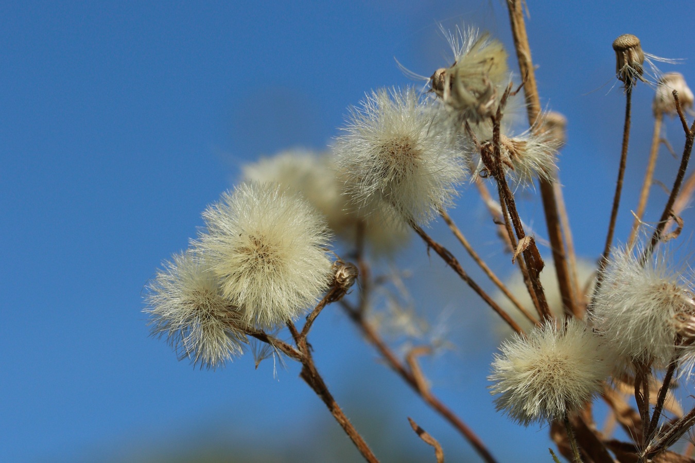 Image of Erigeron acris specimen.