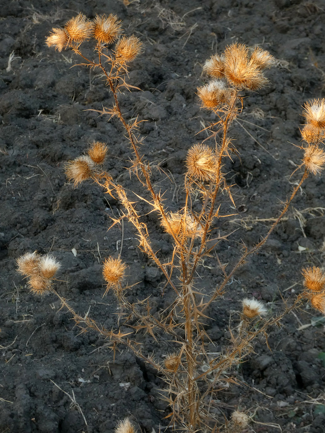 Изображение особи Cirsium vulgare.