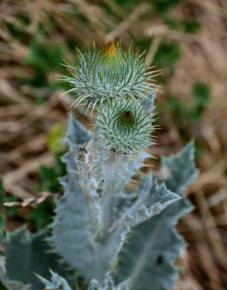 Image of Onopordum acanthium specimen.