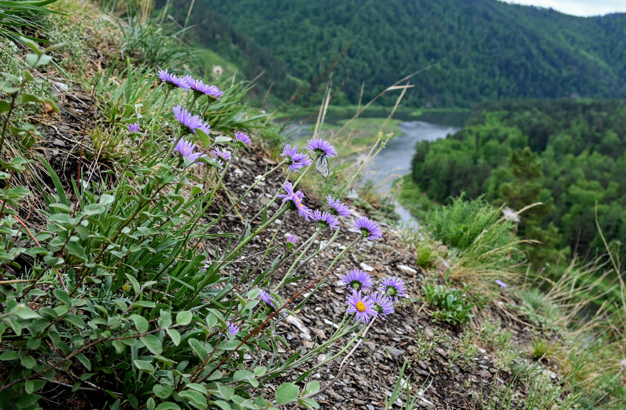 Image of Aster alpinus specimen.