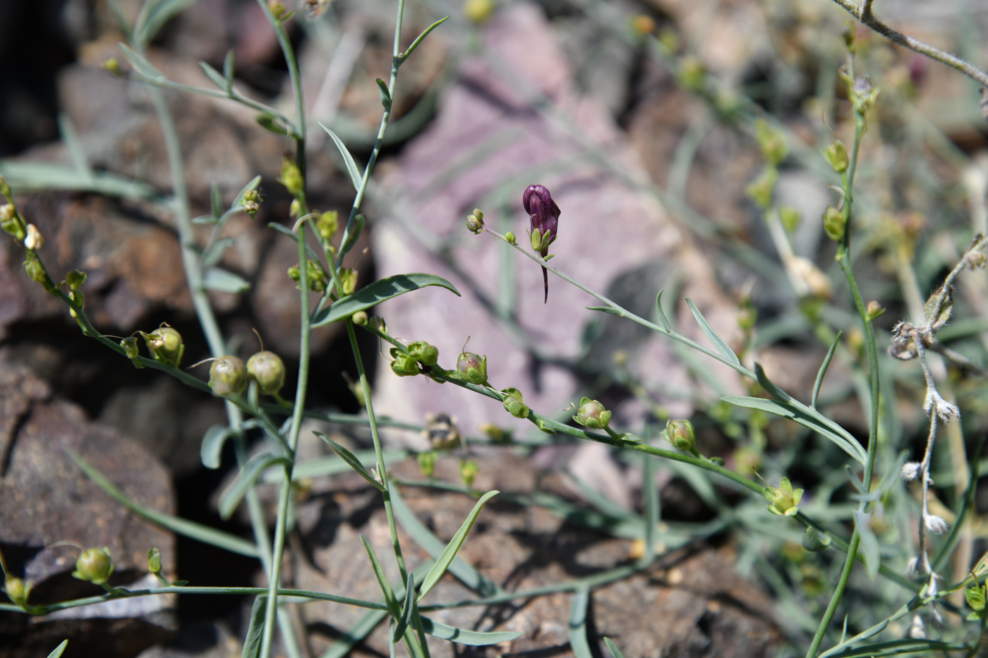 Изображение особи Linaria popovii.