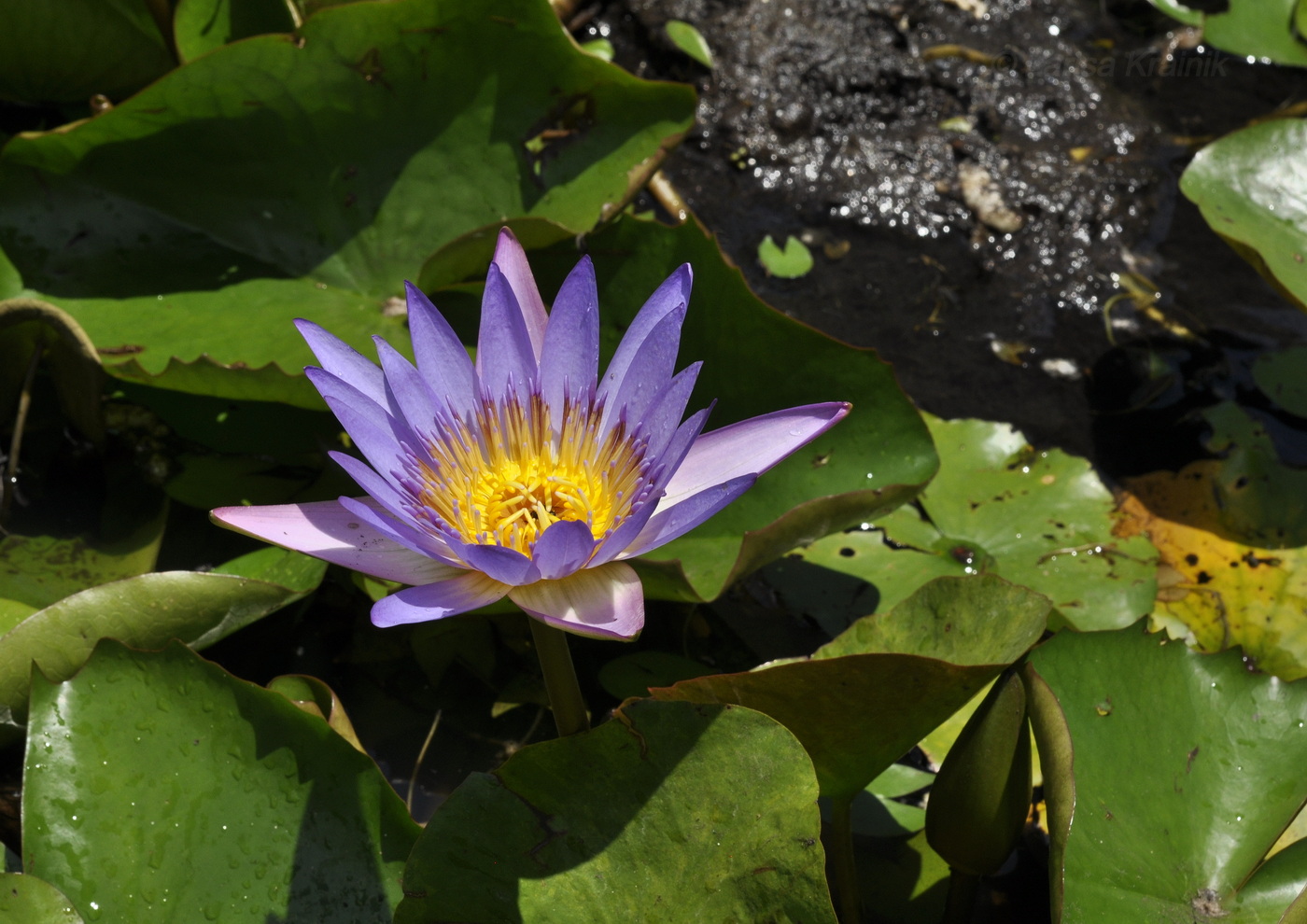 Image of Nymphaea nouchali var. caerulea specimen.