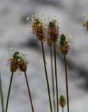 Plantago lanceolata