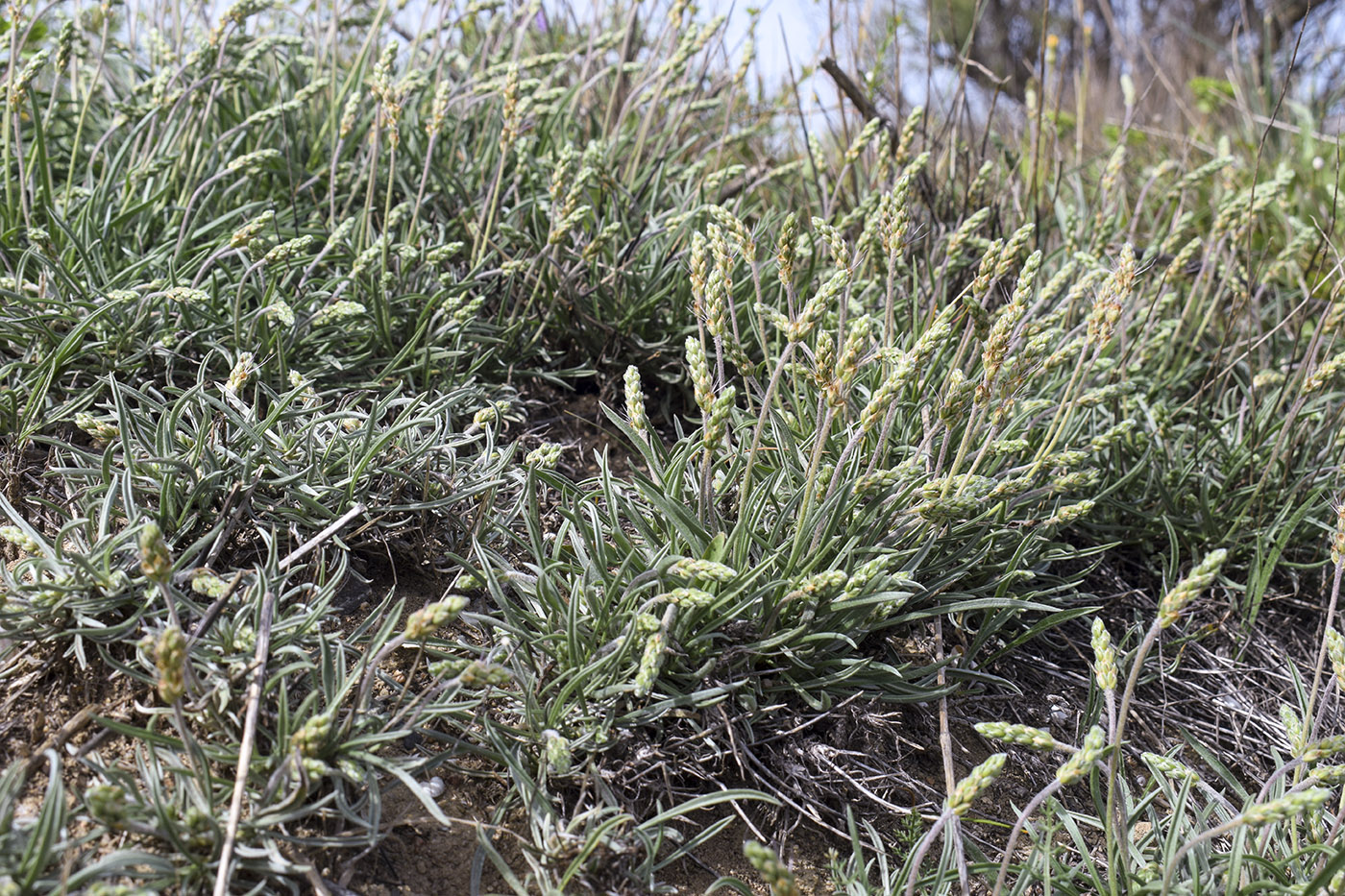 Изображение особи Plantago albicans.