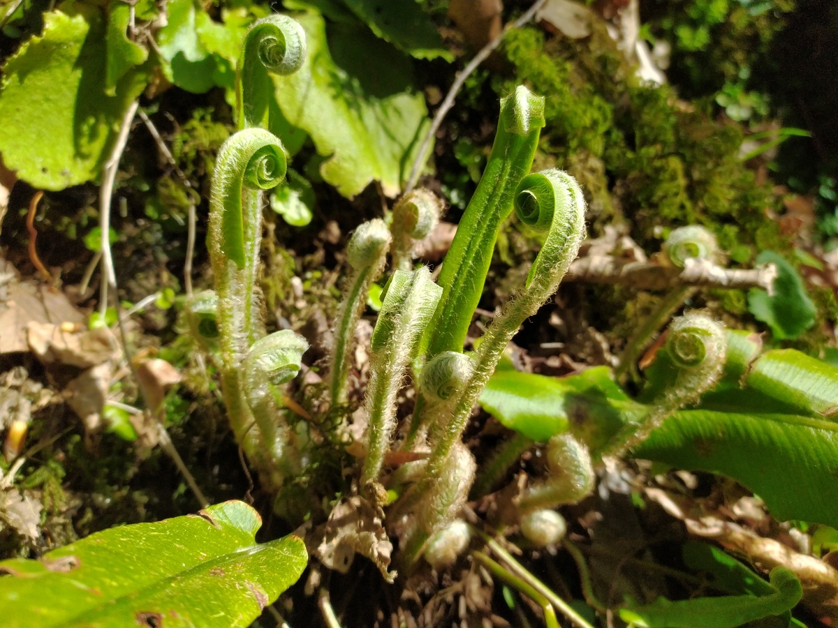 Изображение особи Phyllitis scolopendrium.