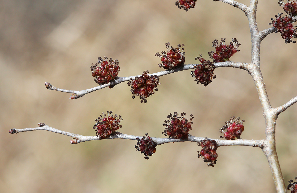 Изображение особи Ulmus pumila.