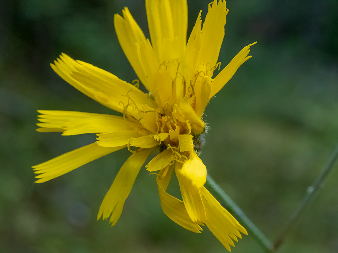 Image of genus Hieracium specimen.