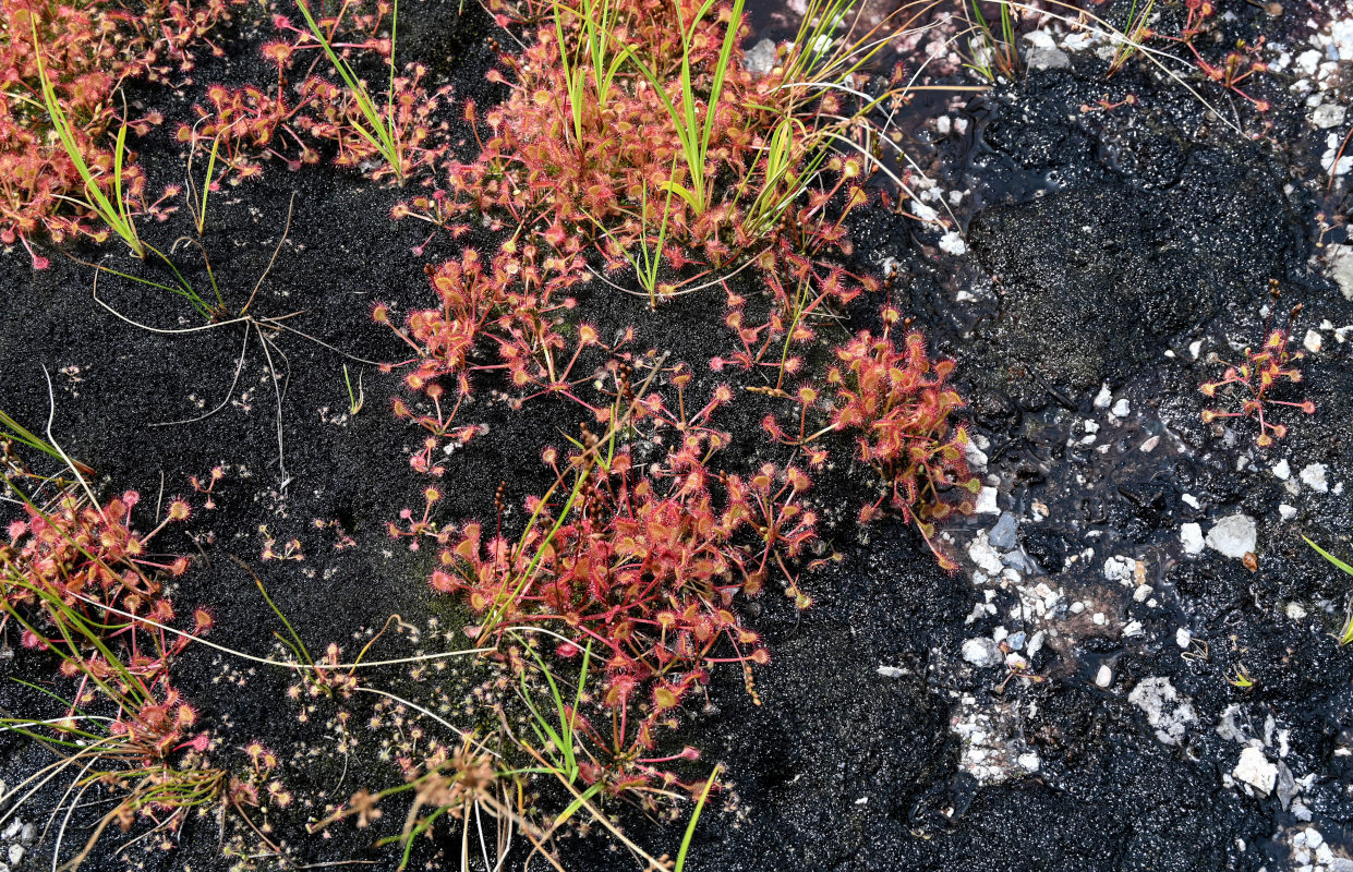 Image of Drosera rotundifolia specimen.