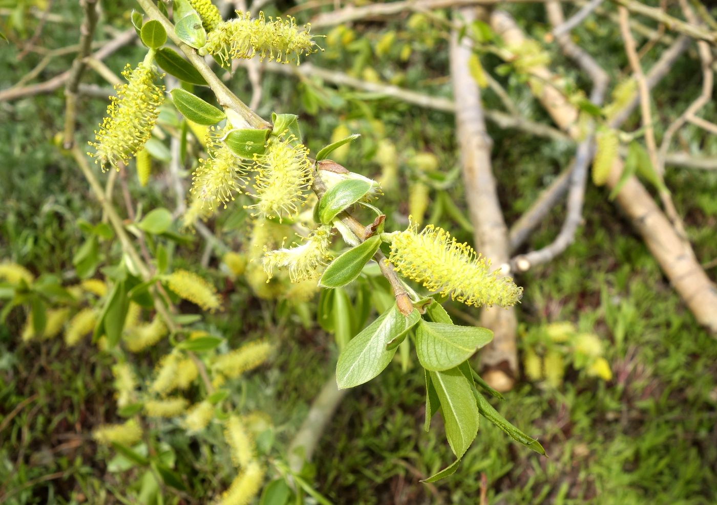 Изображение особи Salix excelsa.