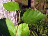 Betula pubescens