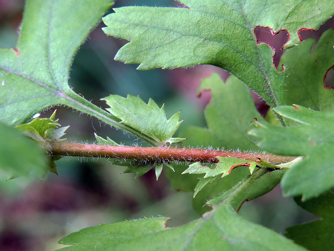 Image of Crataegus monogyna specimen.