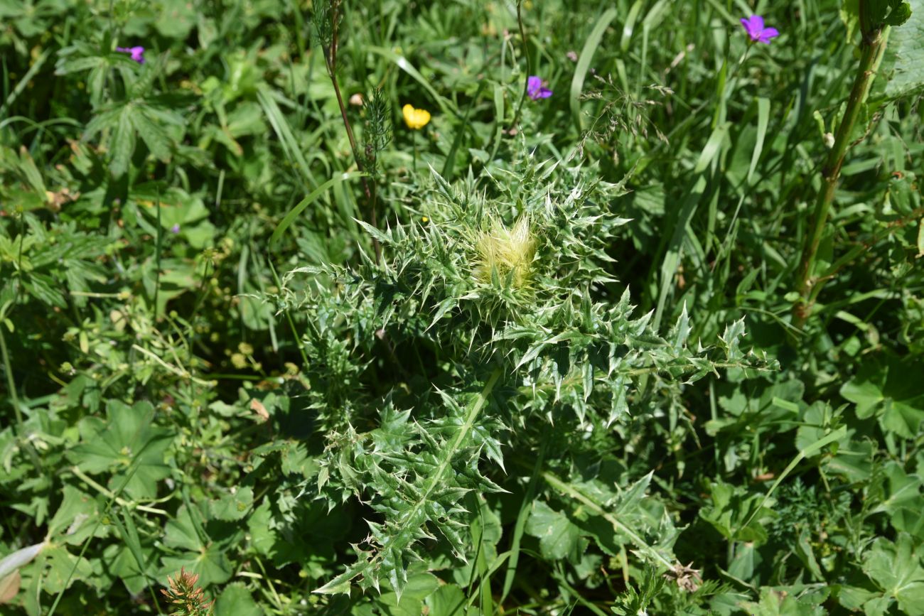 Изображение особи Cirsium obvallatum.