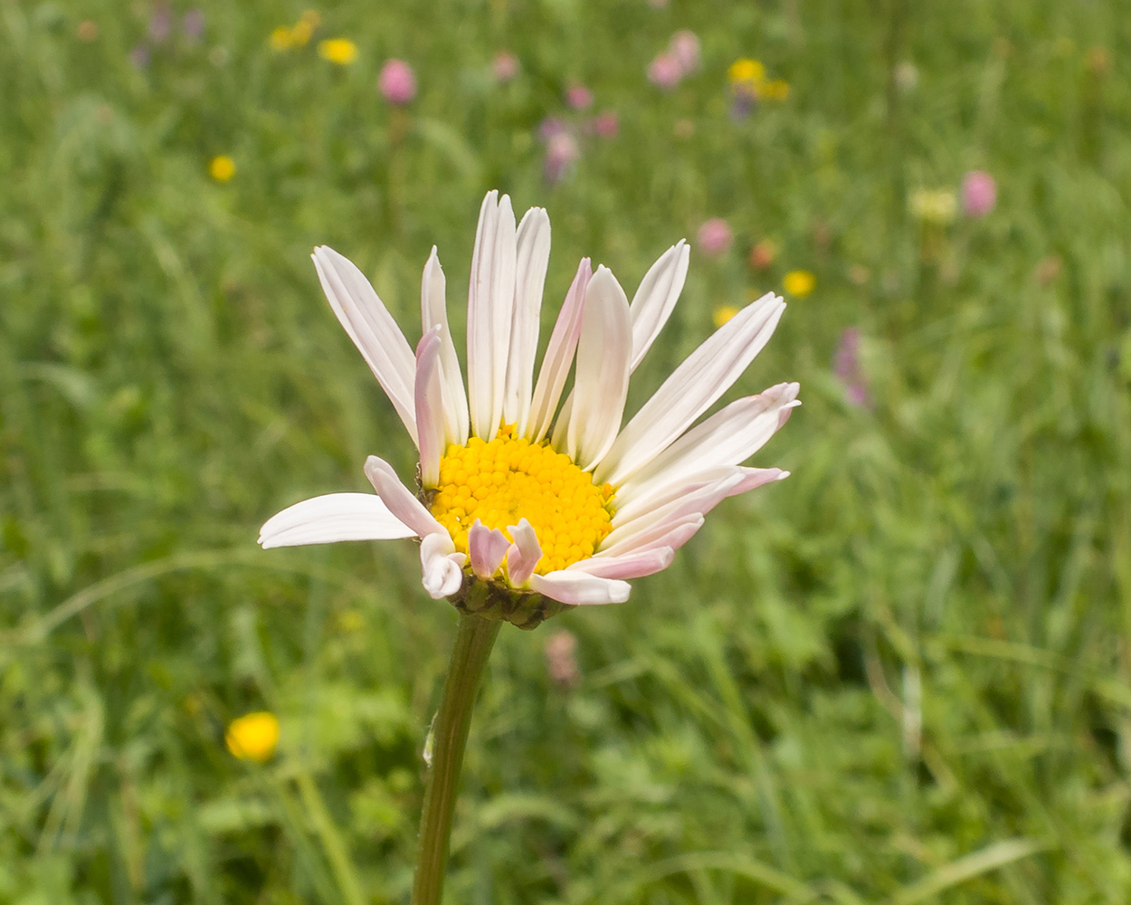 Изображение особи Pyrethrum coccineum.