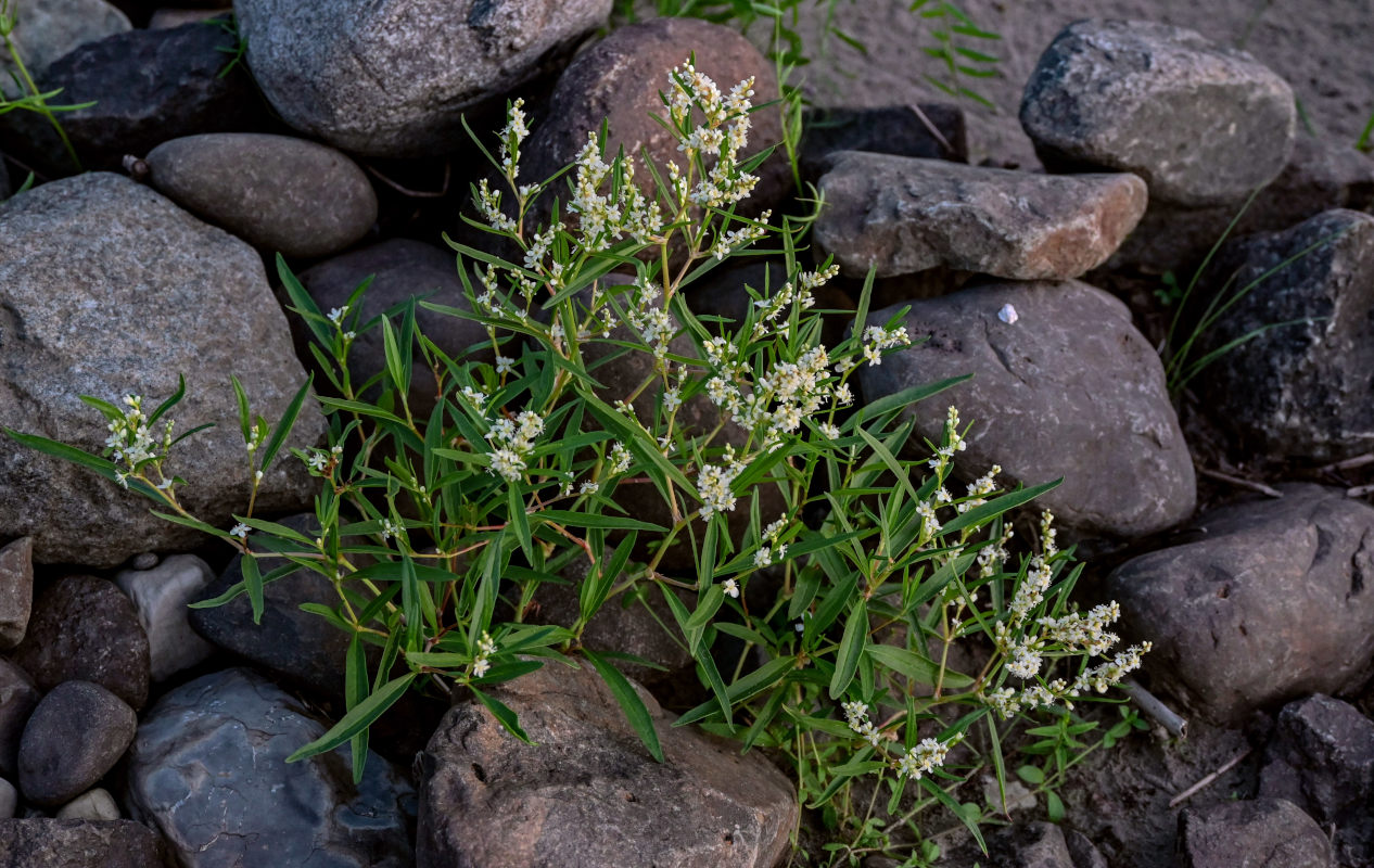 Изображение особи Aconogonon ocreatum var. laxmannii.