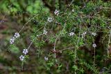 Leptospermum scoparium. Верхушки ветвей с цветками и плодами. Грузия, Аджария, Батумский ботанический сад, в культуре. 16.06.2023.