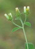 Inula conyza. Верхушка побега с соцветием. Краснодарский край, Крымский р-н, окр. станицы Неберджаевская, буково-дубово-грабовый лес. 03.07.2024.