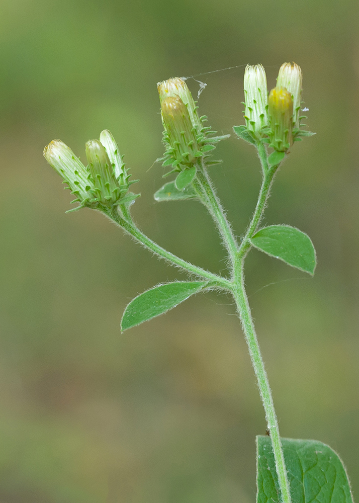 Image of Inula conyza specimen.