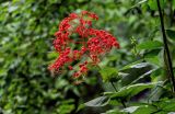 Clerodendrum paniculatum. Верхушка побега с соцветием. Китай, Гуанси-Чжуанский автономный р-н, г. Синпин, опушка широколиственного леса. 01.06.2024.