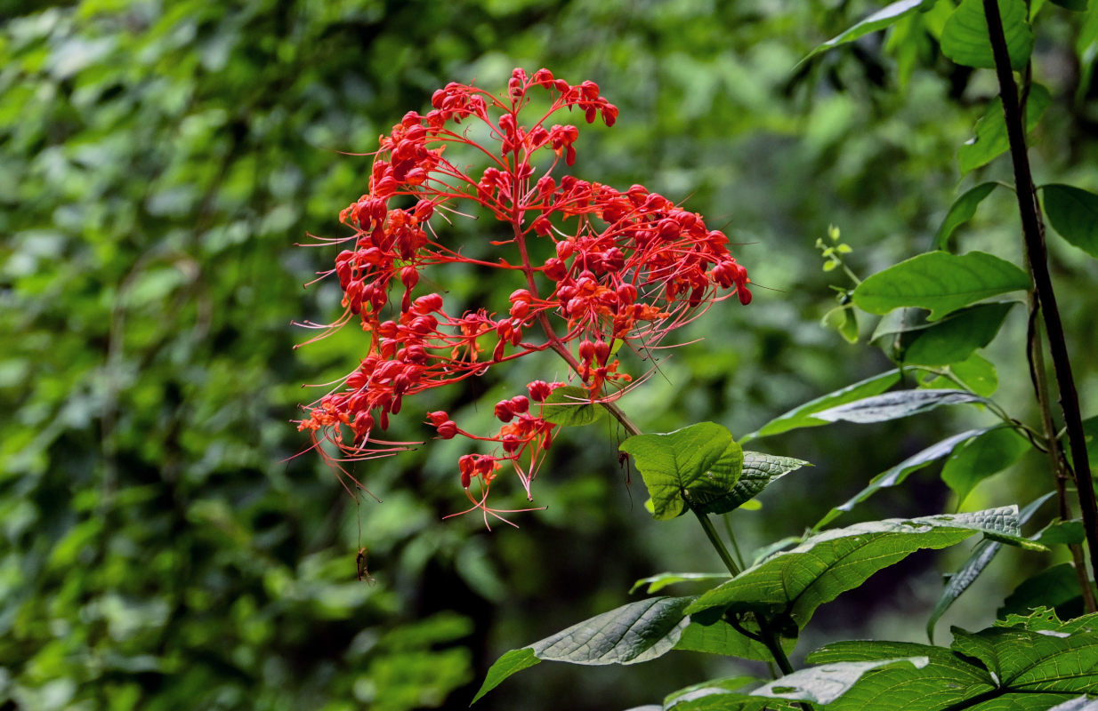 Image of Clerodendrum paniculatum specimen.