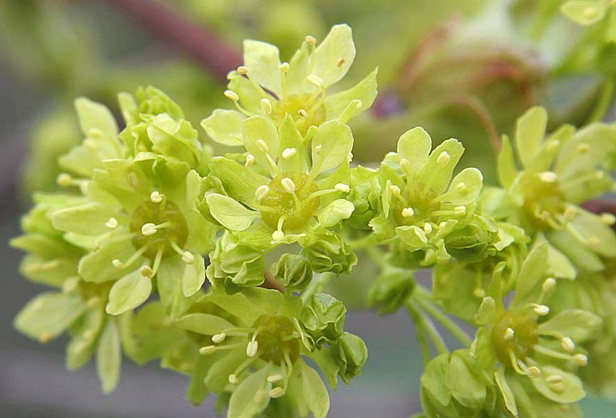 Image of Acer platanoides specimen.