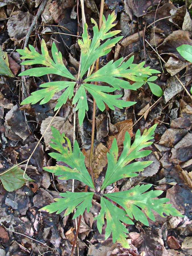 Image of Aconitum consanguineum specimen.