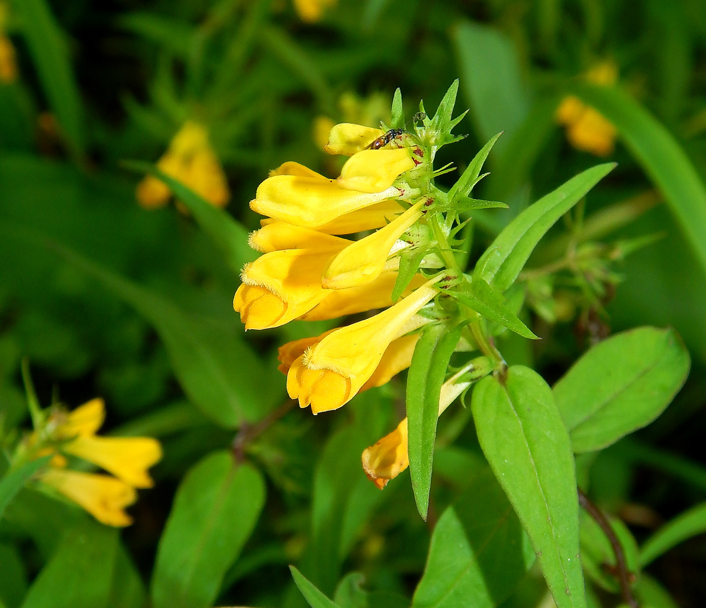 Image of Melampyrum sylvaticum specimen.