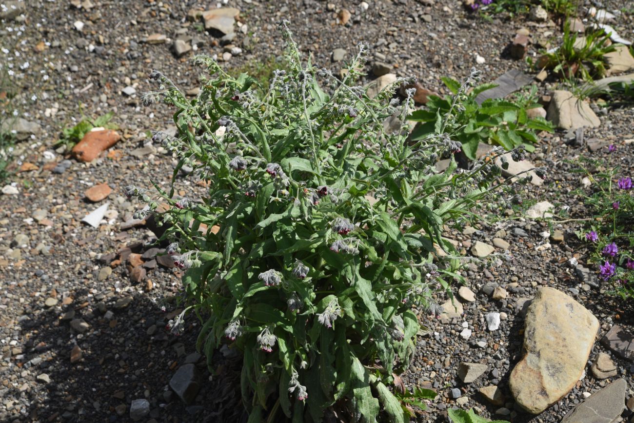 Image of Cynoglossum officinale specimen.