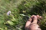 Erigeron caucasicus. Цветущее растение. Чечня, Шаройский р-н, окр. пер. Цумандинский, южный борт перевала, выс. ок. 2400 м н.у.м., луг. 24 июня 2024 г.