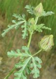 Hibiscus trionum. Верхушка побега с бутонами. Узбекистан, Андижанская обл., Асакинский р-н, Асакинское лесное хозяйство, берег р. Аравансай. 12.07.2021.