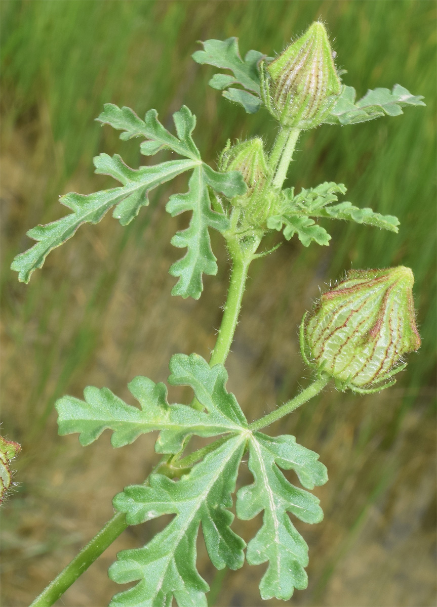 Image of Hibiscus trionum specimen.