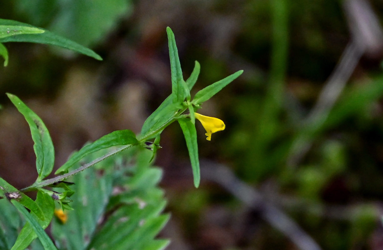 Image of Melampyrum sylvaticum specimen.